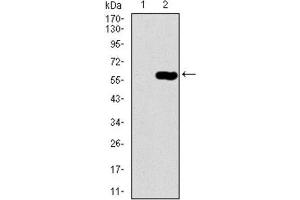 Western Blotting (WB) image for anti-Dynactin 4 (DCTN4) (AA 57-298) antibody (ABIN1843394) (Dynactin 4 anticorps  (AA 57-298))