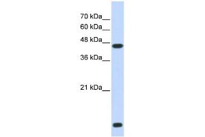 WB Suggested Anti-HDAC8 Antibody Titration:  0. (HDAC8 anticorps  (N-Term))