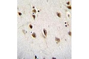 Immunohistochemistry analysis in formalin fixed and paraffin embedded human brain tissue reacted with Musashi-1 Antibody (N-term) followed by peroxidase conjugation of the secondary antibody and DAB staining. (MSI1 anticorps  (N-Term))