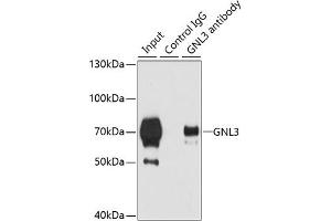 Immunoprecipitation analysis of 200 μg extracts of 293T cells using 3 μg GNL3 antibody (ABIN6130343, ABIN6141249, ABIN6141250 and ABIN6222113).
