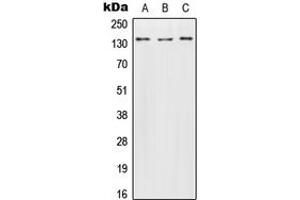 Western blot analysis of Contactin 2 expression in HeLa (A), SP2/0 (B), H9C2 (C) whole cell lysates. (CNTN2 anticorps  (N-Term))