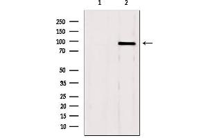 Western blot analysis of extracts from mouse brain, using GSN Antibody. (Gelsolin anticorps  (C-Term))