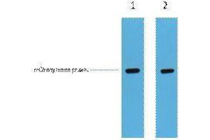 Western Blotting (WB) image for anti-mCherry Fluorescent Protein antibody (ABIN3178733) (mCherry anticorps)
