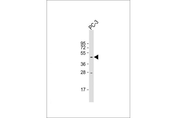 TAM41 antibody  (AA 180-208)
