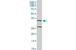 XAF1 MaxPab rabbit polyclonal antibody.