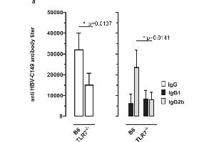 Induction of HBV core-specific antibodies in B6 and TLR7-/- mice.