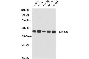 Western blot analysis of extracts of various cell lines using MRPS31 Polyclonal Antibody at dilution of 1:3000. (MRPS31 anticorps)