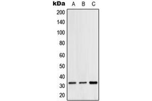 Western blot analysis of Hydrophobestin expression in HeLa (A), SP2/0 (B), H9C2 (C) whole cell lysates.