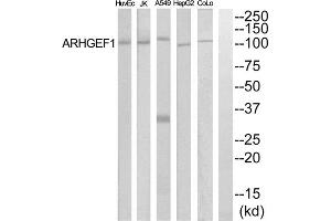 Western blot analysis of extracts from COLO205, HepG2, HuvEc and Jurkat cells, using ARHGEF1 antibody.