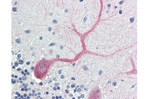Anti-BIRC7 / Livin antibody IHC of human brain, cerebellum. (BIRC7 anticorps  (AA 264-280))