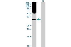 Lane 1: HMGB2 transfected lysate ( 24. (HMGB2 293T Cell Transient Overexpression Lysate(Denatured))