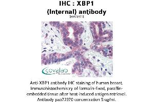 Image no. 1 for anti-X-Box Binding Protein 1 (XBP1) (AA 358-372) antibody (ABIN1740861) (XBP1 anticorps  (AA 358-372))