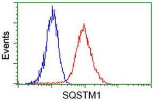Image no. 2 for anti-Sequestosome 1 (SQSTM1) antibody (ABIN1499990) (SQSTM1 anticorps)