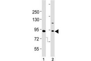 Western blot testing of Dnmt3b antibody at 1:2000 dilution.