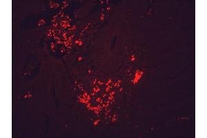 Immunohistochemistry analysis using Mouse Anti-Hsp90 Monoclonal Antibody, Clone H9010 (ABIN361717 and ABIN361718).