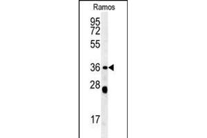 NCF1 Antibody (N-term) (ABIN652063 and ABIN2840531) western blot analysis in Ramos cell line lysates (35 μg/lane). (NCF1 anticorps  (N-Term))