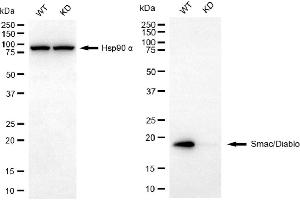 Western blotting analysis using Smac/Diablo antibody (ABIN7800284). (Recombinant DIABLO anticorps)