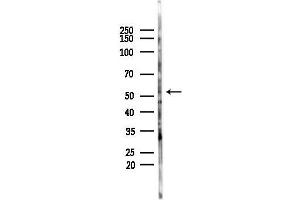 anti-G Protein-Coupled Receptor 89A (GPR89A) antibody