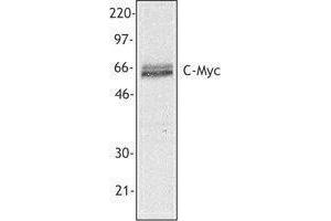 Western Blotting (WB) image for anti-Myc Proto-Oncogene protein (MYC) antibody (ABIN2666319) (c-MYC anticorps)
