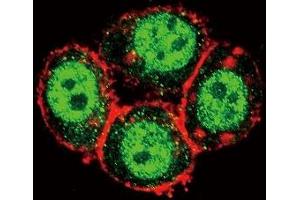 Confocal immunofluorescent analysis of PAK1 antibody with HeLa cells followed by Alexa Fluor 488-conjugated goat anti-rabbit lgG (green).