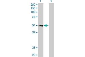 Western Blot analysis of NR2E3 expression in transfected 293T cell line by NR2E3 MaxPab polyclonal antibody.