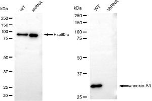 Western blotting analysis using annexin A4 antibody (ABIN7797620).