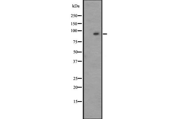 G Protein-Coupled Receptor 128 antibody  (N-Term)