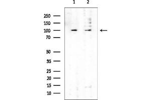 Western blot analysis of lysates from various samples, using HEATR2 Mouse Monoclonal Antibody at 1/1000 dilution.