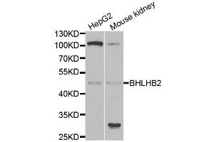 Western blot analysis of extracts of HepG2 and mouse kidney cell lines, using BHLHE40 antibody. (BHLHE40 anticorps)