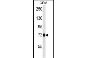 Western blot analysis in CEM cell line lysates (35ug/lane). (CNNM4 anticorps  (C-Term))