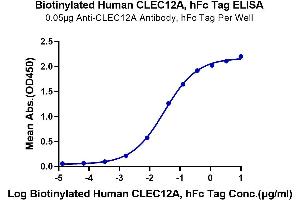Immobilized Anti-CLEC12A Antibody, hFc Tag at 0.