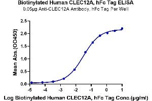 Immobilized Anti-CLEC12A Antibody, hFc Tag at 0. (CLEC12A Protein (AA 65-265) (Fc-Avi Tag,Biotin))