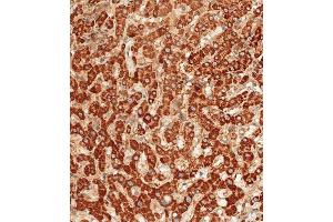 Immunohistochemical analysis of paraffin-embedded human liver tissue using D performed on the Leica® BOND RXm. (ATG7 anticorps  (C-Term))