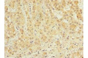 Immunohistochemistry of paraffin-embedded human adrenal gland tissue using ABIN7162366 at dilution of 1:100 (OXR1 anticorps  (AA 401-600))