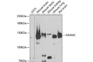 Western blot analysis of extracts of various cell lines, using D antibody (ABIN6127743, ABIN6139383, ABIN6139384 and ABIN6223348) at 1:1000 dilution. (DAAM2 anticorps  (AA 1-86))