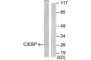 Western Blotting (WB) image for anti-CCAAT/enhancer Binding Protein (C/EBP), epsilon (CEBPE) (C-Term) antibody (ABIN1849651) (CEBPE anticorps  (C-Term))