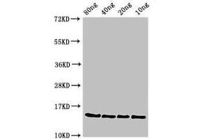anti-PonA (AA 23-118) antibody