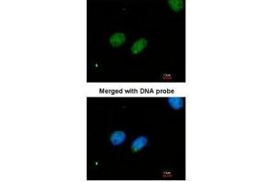 ICC/IF Image Immunofluorescence analysis of paraformaldehyde-fixed HeLa, using XRCC4, antibody at 1:200 dilution.