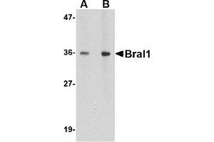 Western Blotting (WB) image for anti-Hyaluronan and Proteoglycan Link Protein 2 (HAPLN2) (Middle Region) antibody (ABIN1030892) (HAPLN2 anticorps  (Middle Region))