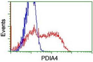 Flow Cytometry (FACS) image for anti-Protein Disulfide Isomerase Family A, Member 4 (PDIA4) antibody (ABIN1500106)