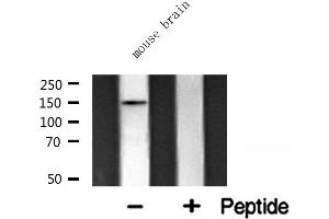 Western blot analysis of CAF1A expression in mouse brain lysate