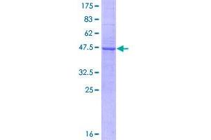 Image no. 1 for Tumor Necrosis Factor (Ligand) Superfamily, Member 18 (TNFSF18) (AA 1-177) protein (GST tag) (ABIN1323241)