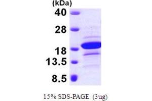 SDS-PAGE (SDS) image for Endothelial Differentiation Related Factor 1 (EDF1) (AA 1-148) protein (His tag) (ABIN667169)
