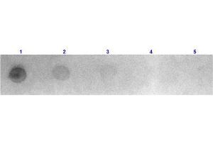 Dot Blot results of Goat Fab Anti-Mouse IgG Antibody Rhodamine Conjugated. (Chèvre anti-Souris IgG (Heavy & Light Chain) Anticorps (TRITC) - Preadsorbed)