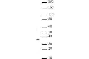 PP2A pAb tested by Western blot.