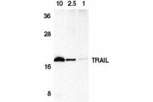 Western blot analysis of TRAIL in HeLa cell lysate containing 10, 2. (TRAIL anticorps  (C-Term))