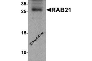 Western Blotting (WB) image for anti-RAB21, Member RAS Oncogene Family (RAB21) (C-Term) antibody (ABIN1030610) (RAB21 anticorps  (C-Term))