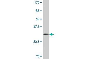Western Blot detection against Immunogen (36. (AMELX anticorps  (AA 93-191))