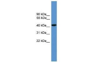 Western Blot showing SYT5 antibody used at a concentration of 1. (Synaptotagmin V anticorps  (Middle Region))