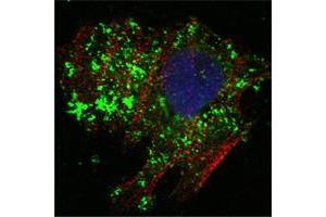 Confocal immunofluorescence analysis of Hela cells using BCL10 mouse mAb (green). (BCL10 anticorps)
